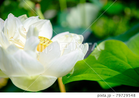 白いハスの花 福智山ろく花公園 福岡県直方市 白いハスの花 福智山ろく花公園 福岡県直方市 79729548
