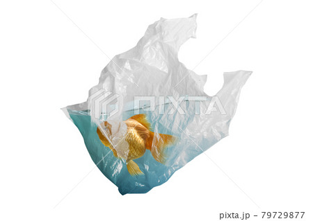 Goldfish trapped in plastic bag Goldfish trapped in plastic bag 79729877
