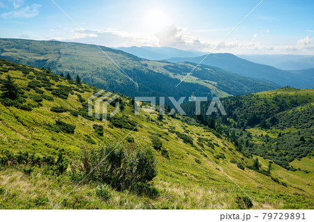 carpathian mountain landscape on a bright forenoon. beatiful scenery with green rolling hills beneath a fluffy clouds on a blue sky in summer. popular travel destination of chornohora ridge 79729891