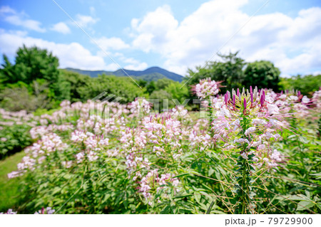 クレオメ 福智山ろく花公園 福岡県直方市の写真素材 クレオメ 福智山ろく花公園 福岡県直方市の写真素材