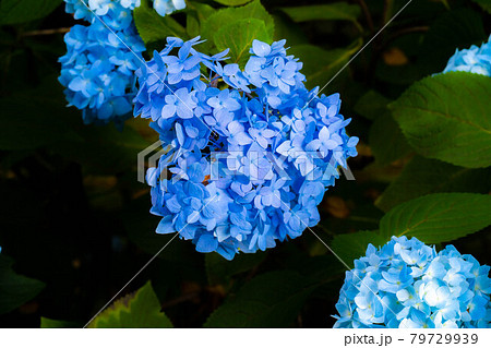 梅雨素材 紫陽花の花 長野県 の写真素材