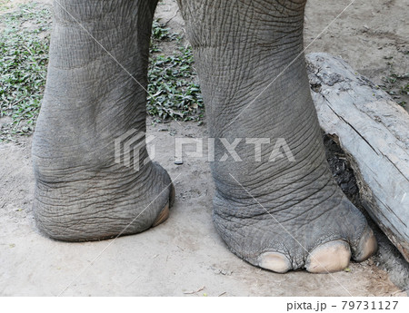 Big elephant legs Big elephant legs 79731127