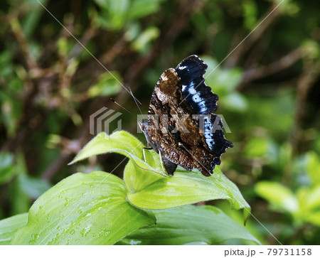 ホトトギスの葉に産卵しようとしているルリタテハ1 79731158