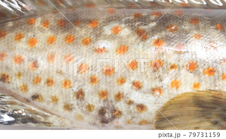 Grouper skin 79731159