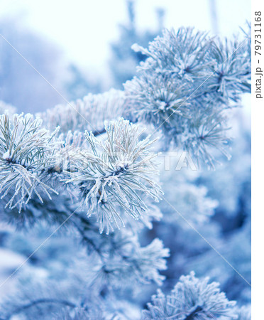 Winter tree with snow Winter tree with snow 79731168