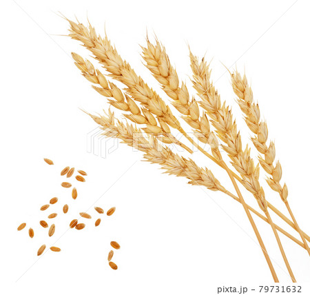 Wheat on white 79731632