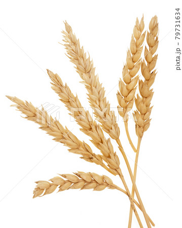 Wheat on white 79731634