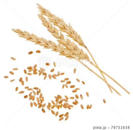 Wheat on white 79731638