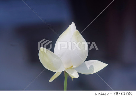 蓮の花　オールドレンズ 79731736