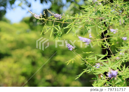 セイヨウニンジンボクの花 セイヨウニンジンボクの花 79731757
