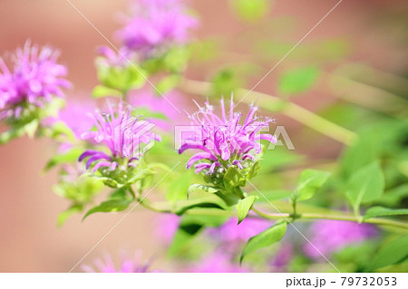 ワイルドベルガモットの花 ワイルドベルガモットの花 79732053