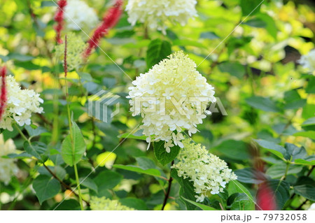 ノリウツギの花 79732058