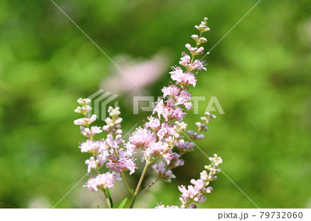 セイヨウニンジンボクの花 セイヨウニンジンボクの花 79732060