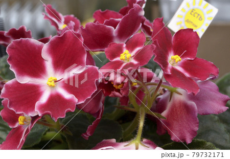 Close-up of red violets blossom Close-up of red violets blossom 79732171