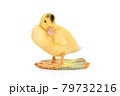portrait of duckling on a knitted rug 79732216