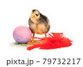ugly chick, egg and feather 79732217