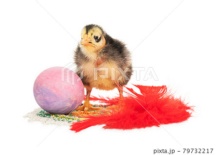 ugly chick, egg and feather ugly chick, egg and feather 79732217