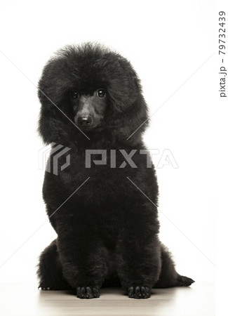 image of dog white background image of dog white background 79732439