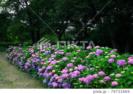 岩手県北上市 森に咲く紫陽花の花の写真素材