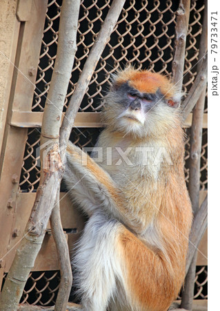 パタスモンキー 79733471