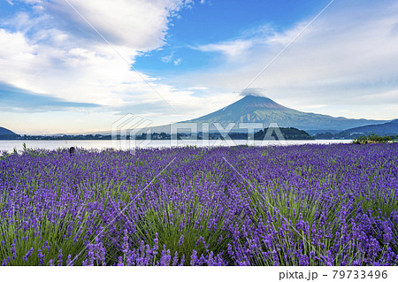 富士山とラベンダー 大石公園 富士山とラベンダー 大石公園 79733496
