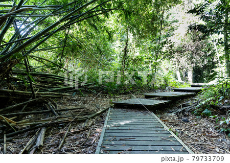 Scenic wooden broadwalk trail at Taman Negara National Park, Malaysia 79733709