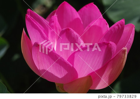 二千年蓮 79733829