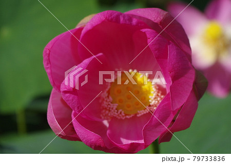 二千年蓮 79733836