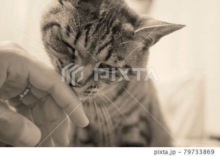 大好きな人の手にキスをする猫 79733869