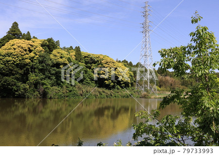 のどかな風景 79733993