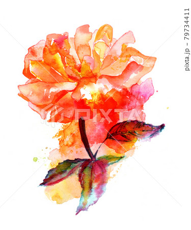 Watercolor vibrant rose drawing on a white background 79734411