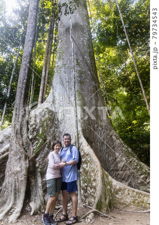 Tourists posing with big trunk tualang tree with huge roots at Taman Negara National Park, Pahang Tourists posing with big trunk tualang tree with huge roots at Taman Negara National Park, Pahang 79734543