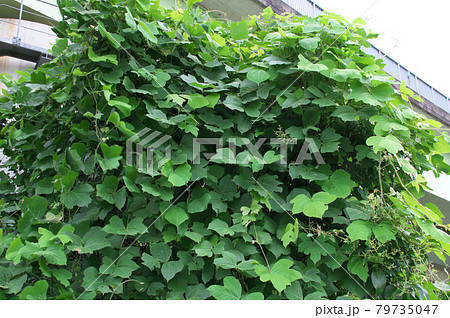 樹木を覆いつくした葛 79735047