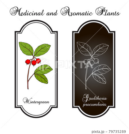 Eastern teaberry or checkerberry, or boxberry, or American wintergreen - gaultheria procumbens - medicinal plant 79735289