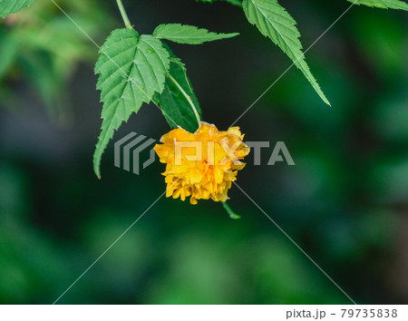 まるで線香花火みたいな可愛さ 79735838