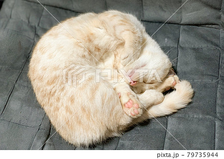 眠る猫 眠る猫 79735944