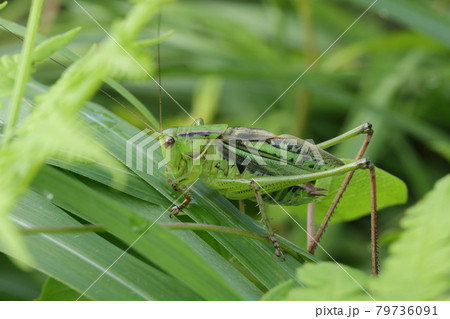 ヒガシキリギリス（オス） 79736091