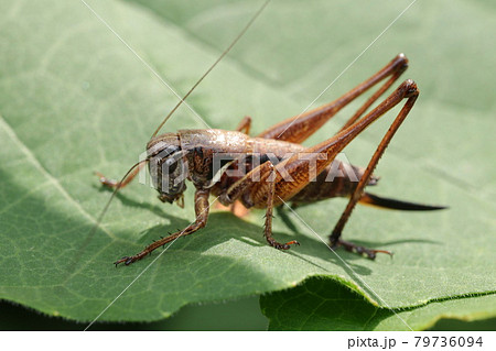 ヒメギス（メス幼虫） 79736094