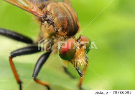 アオメアブ 79736095