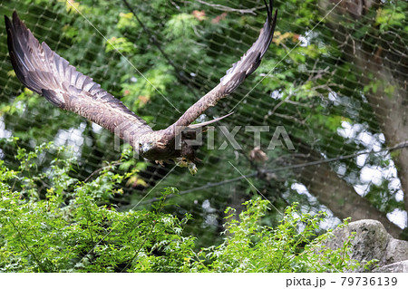 ニホンイヌワシの飛翔, 多摩動物公園 79736139