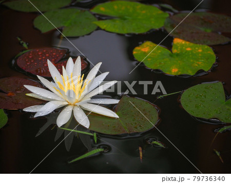 白い睡蓮の花 白い睡蓮の花 79736340