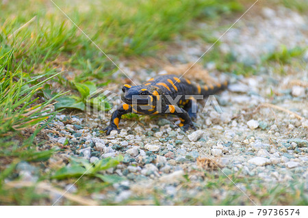 European fire salamander (Salamandra salamandra), a black yellow spotted amphibian in its natural habitat 79736574