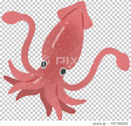 魷魚 魷魚 79736600