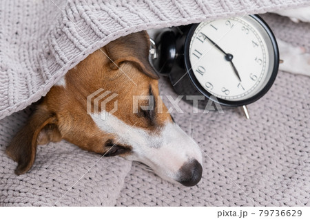 Dog jack russell terrier sleeps in an embrace with an alarm clock under a gray blanket. 79736629