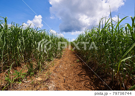 収穫直前のサトウキビ畑 収穫直前のサトウキビ畑 79736744