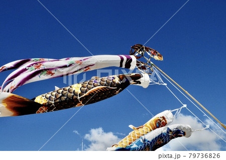 青空ではためく鯉のぼり 青空ではためく鯉のぼり 79736826