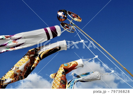 青空ではためく鯉のぼり 青空ではためく鯉のぼり 79736828