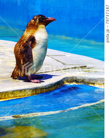 【三浦】真夏のイワトビペンギン 79737187