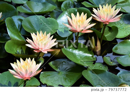 睡蓮の花 薄ピンク 睡蓮の花 薄ピンク 79737772