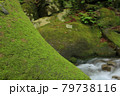 新緑の山　 79738116